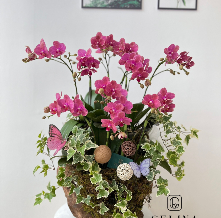 Orchid whisper