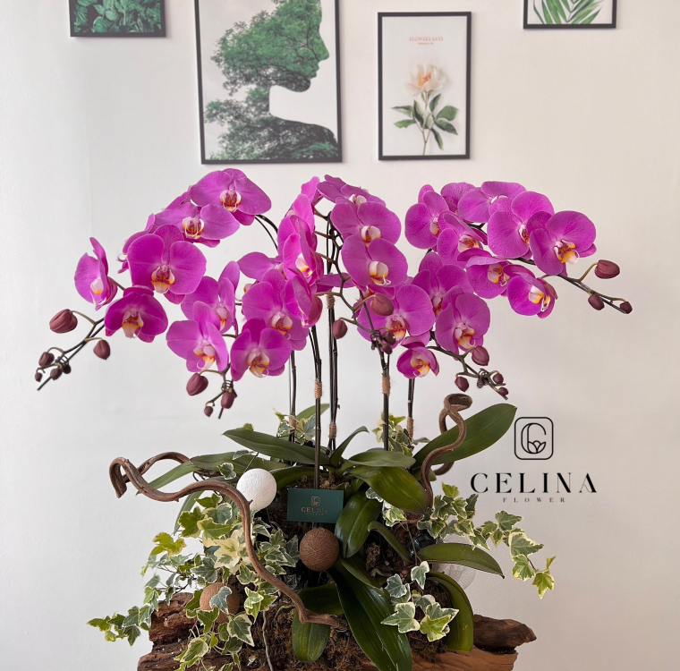 Orchid pure elegance