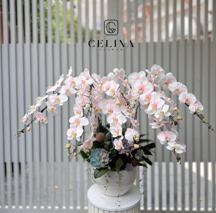 Elegant Orchid